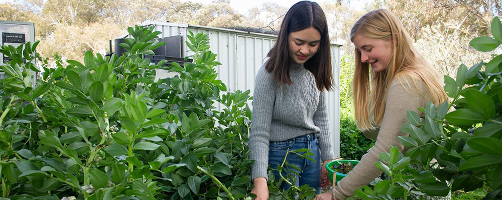 Two female students tending to the garden at the ANU Kitchen garden.