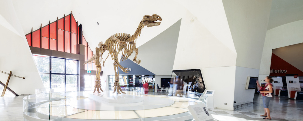 The Muttaburrasaurus in the Gandel Atrium at the National Museum of Australia 