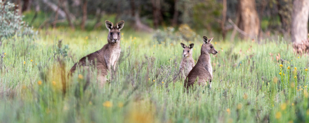 A group of grey kangaroos amongst dense foliage