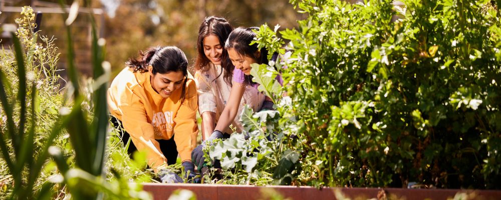 Two ANU students at the ANU Thrive kitchen garden, harvesting fresh produce.