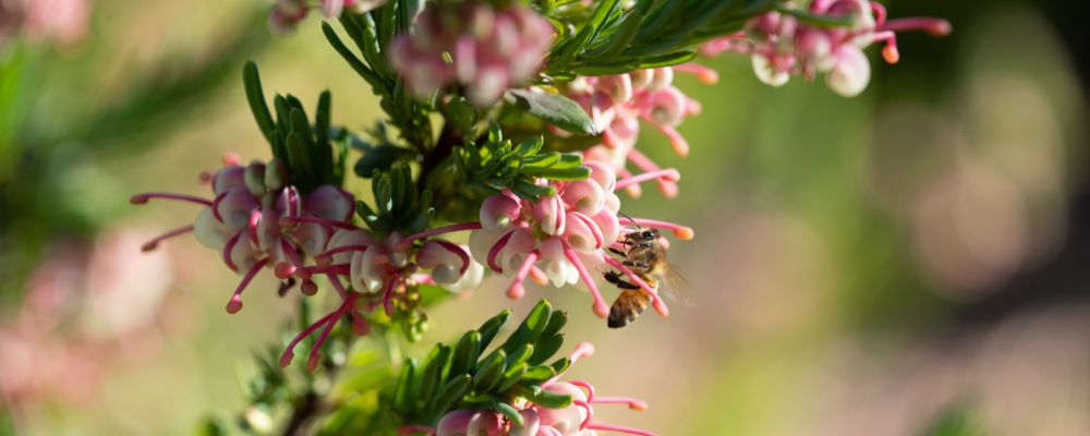 A bee collects pollen from flower in Canberra during spring.