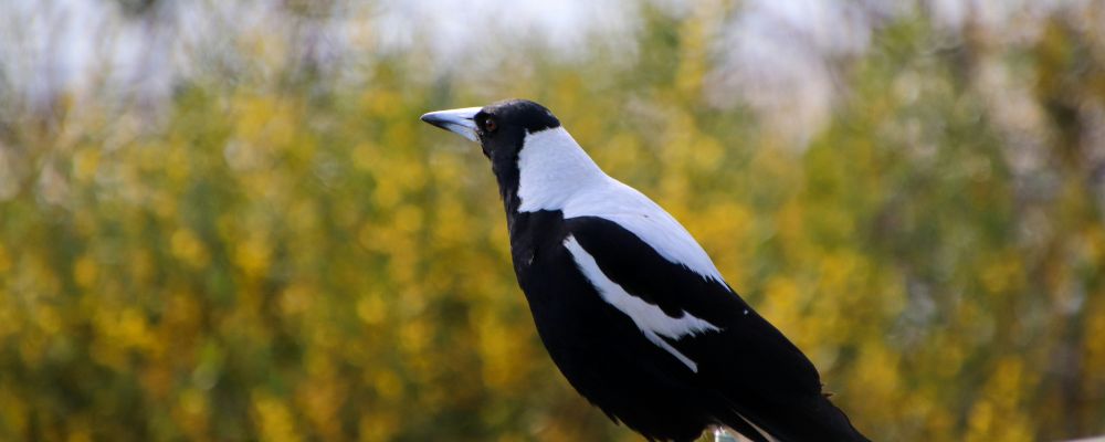 A magpie standing on the ground in Canberra in spring.