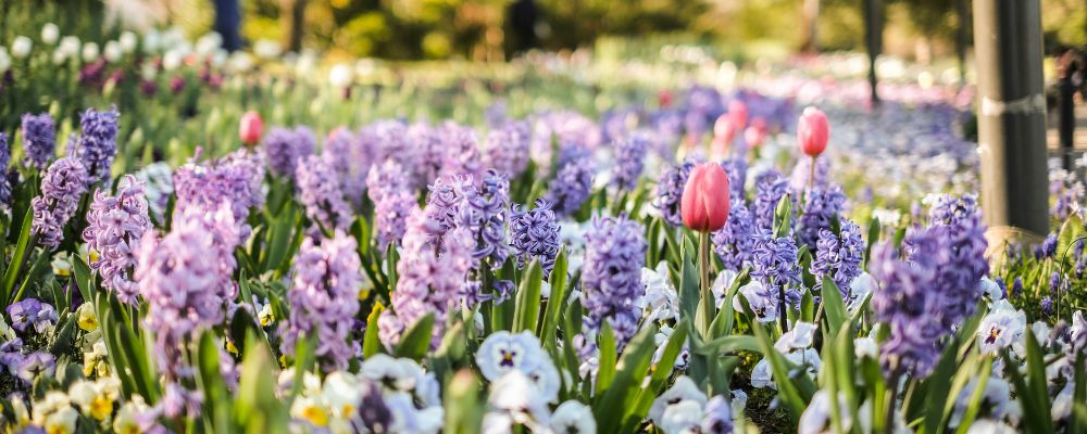 Spring florals blooming during the 2024 Floriade flower festival in Canberra.