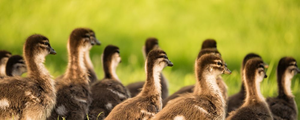 Baby ducklings born during spring walk together in Canberra.