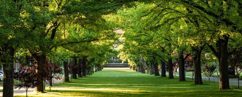 A green space on campus at ANU