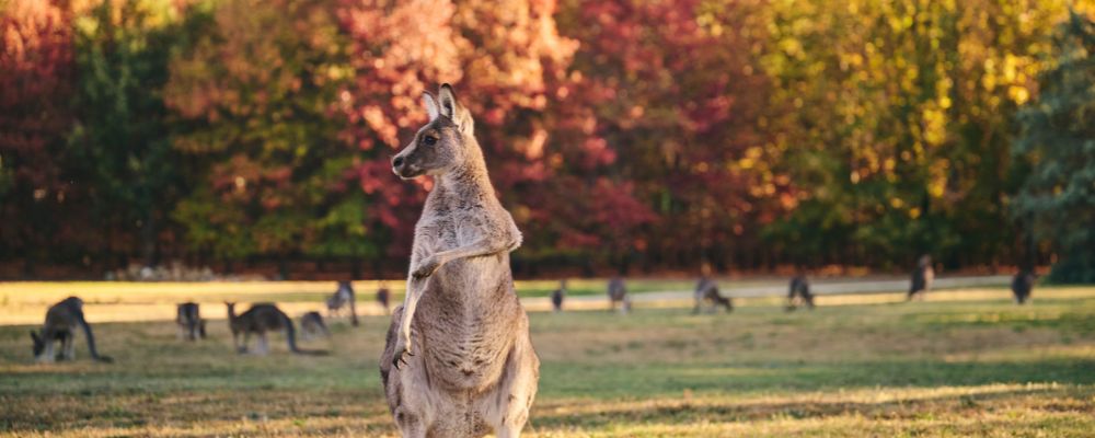 A mob of kangaroos grazing on grass in Weston Park in front of trees changing colour during autumn.