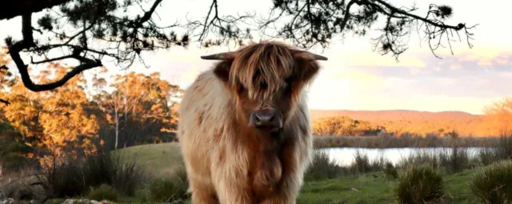 A Highland cow stands in a grassy landscape beside a lake, with trees and warm sunset light in the background.